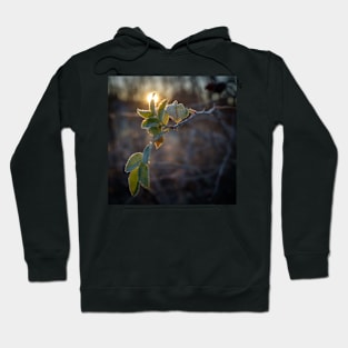 frost on leaf at sunset Hoodie